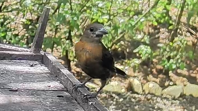 Tanager