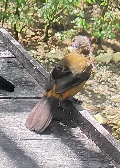 Flame-rumped Tanager