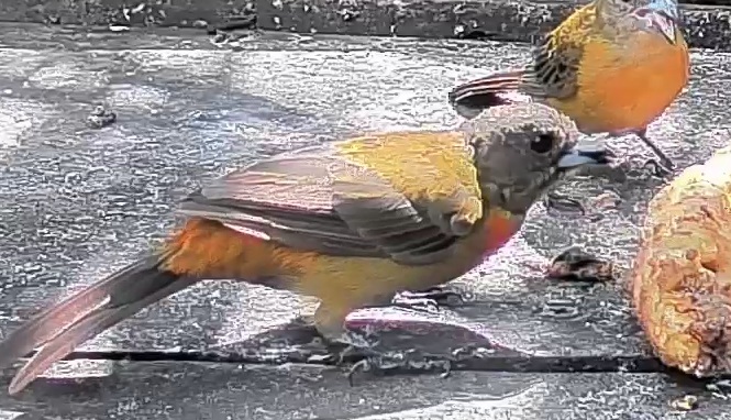 Crimson-backed Tanager