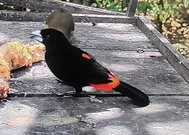 Scarlet-rumped Tanager