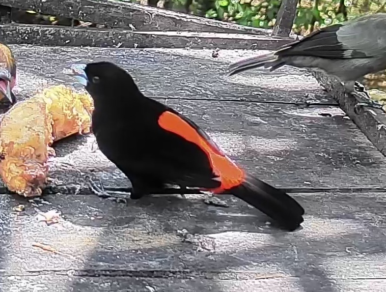 Scarlet-rumped Tanager