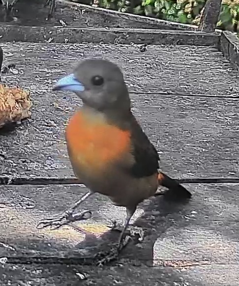 Passerini's Tanager