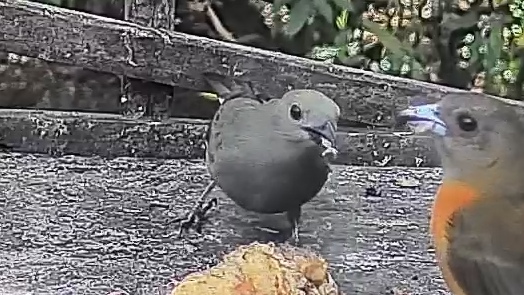 Scarlet-rumped Tanager