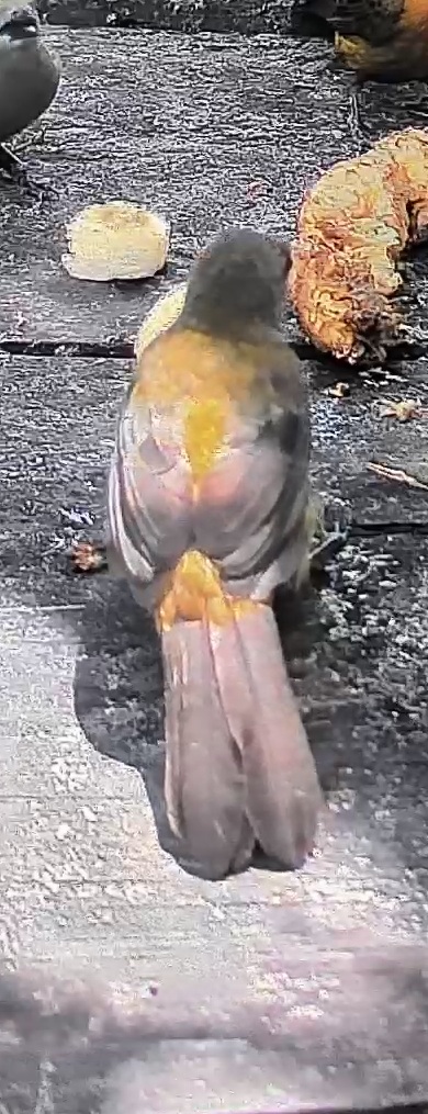 Flame-rumped Tanager