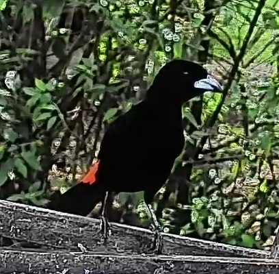Scarlet-rumped Tanager