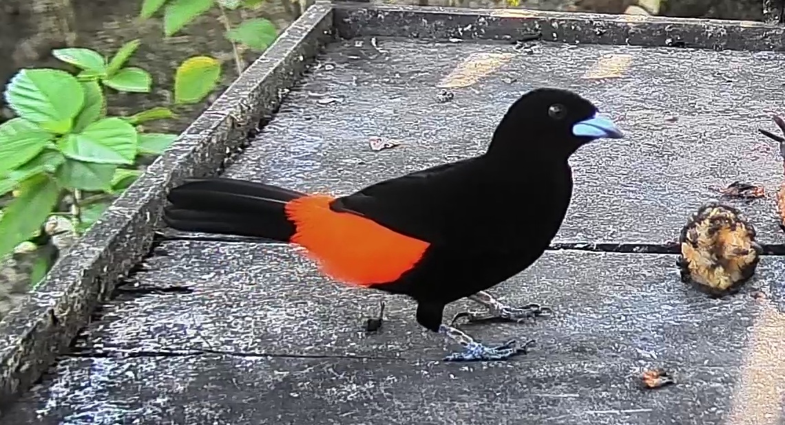 Scarlet-rumped Tanager