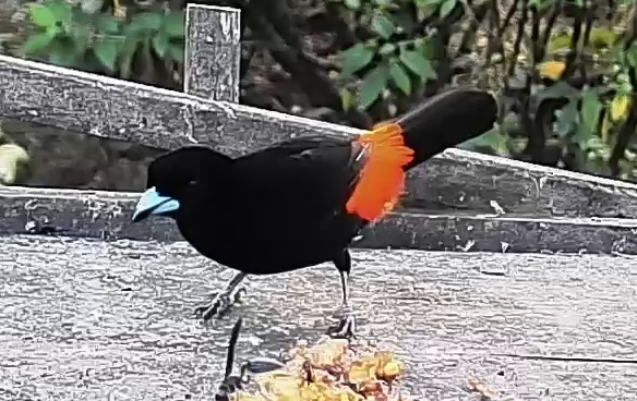 Scarlet-rumped Tanager