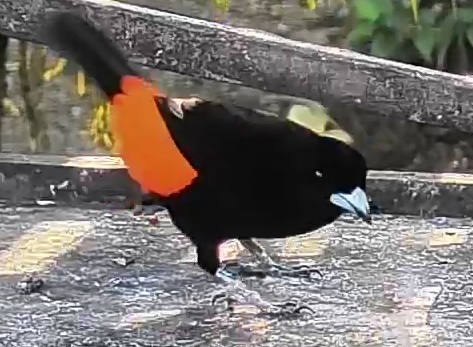 Scarlet-rumped Tanager