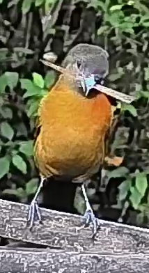 Passerini's tanager