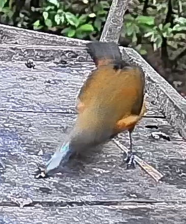 Blue-and-yellow Tanager