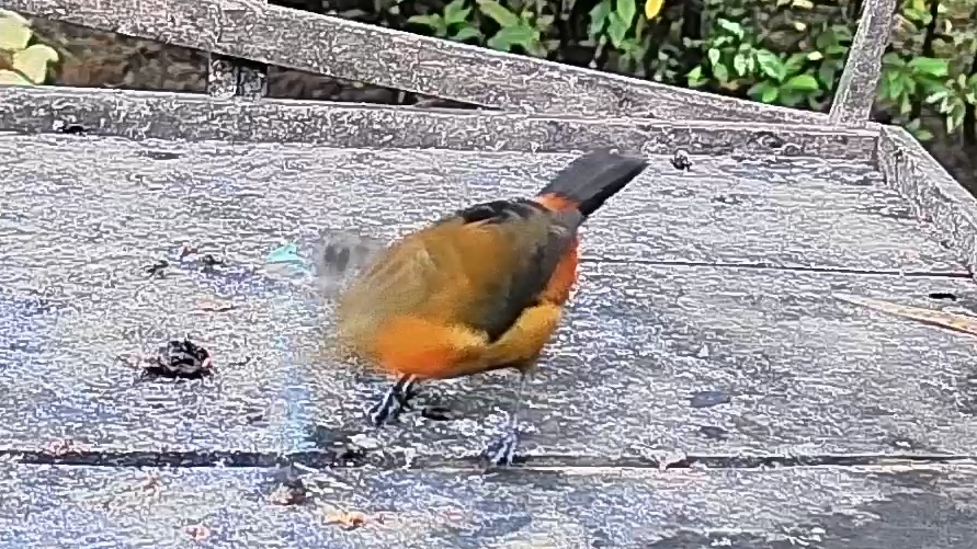 Grey-headed tanager