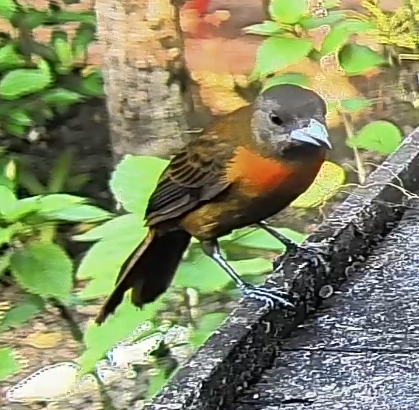 Flame-rumped Tanager