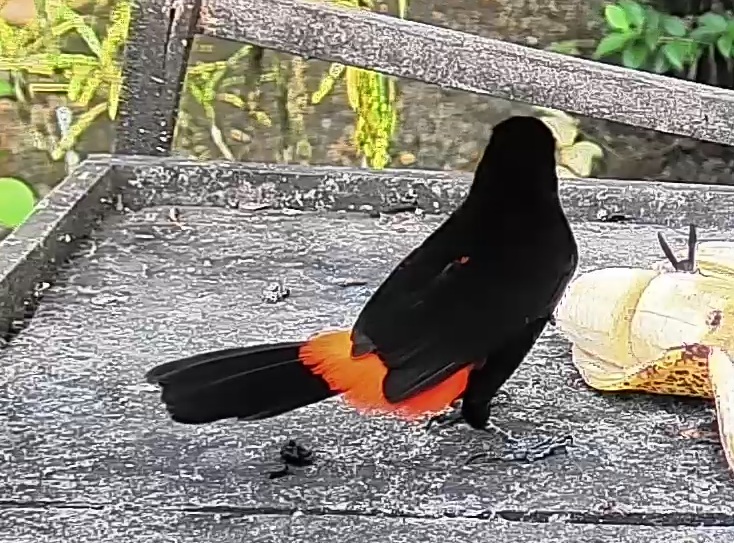 Passerini's Tanager