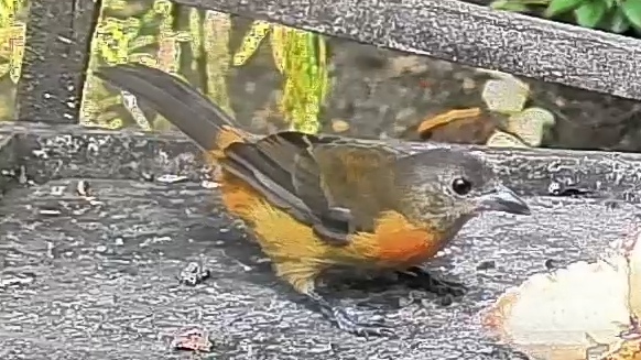 Cherrie's Tanager