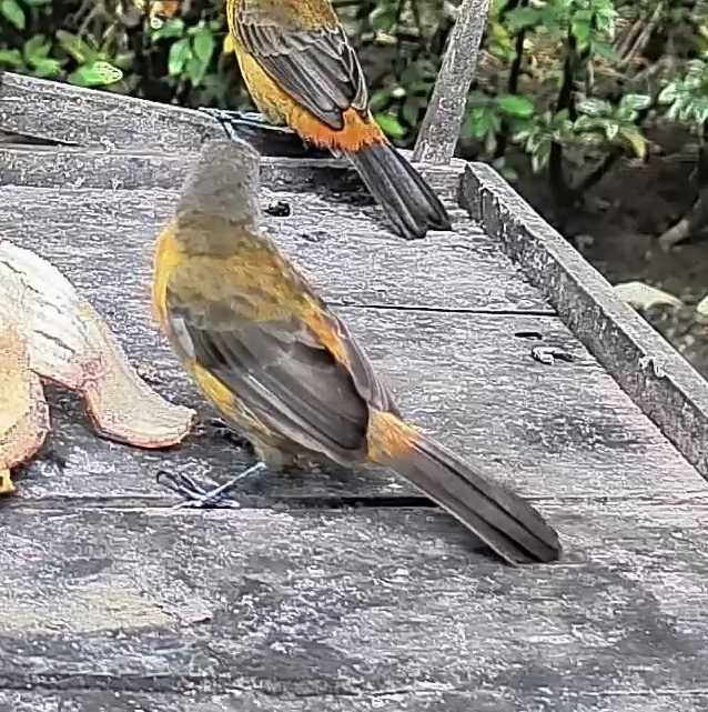 Tanager