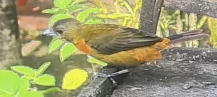 Flame-rumped Tanager