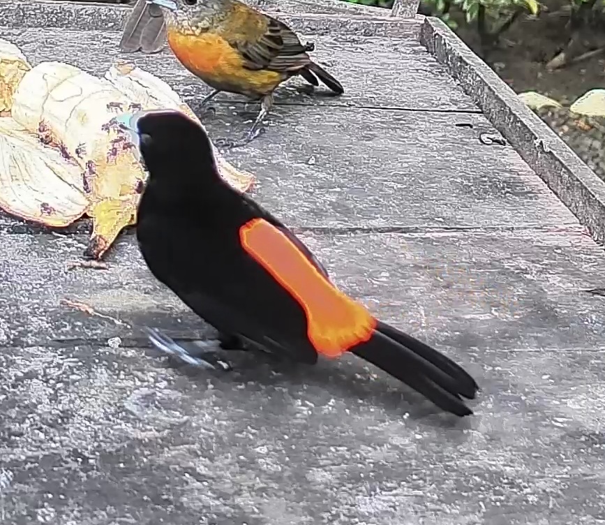 Flame-rumped Tanager