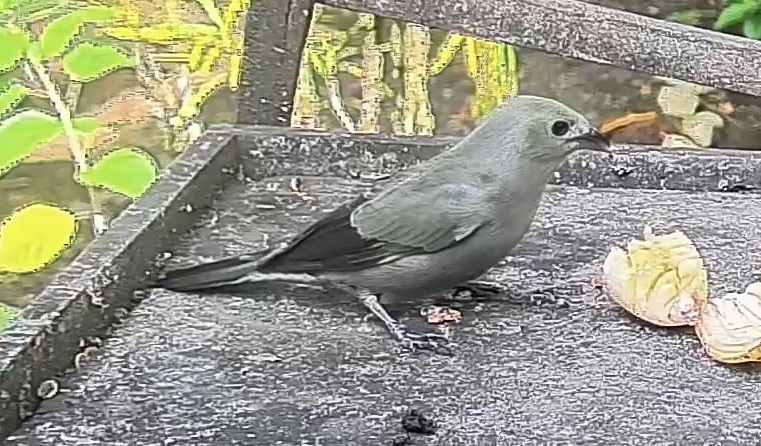 Palm Tanager