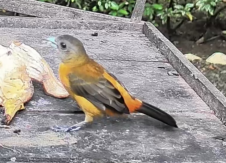 Flame-rumped Tanager