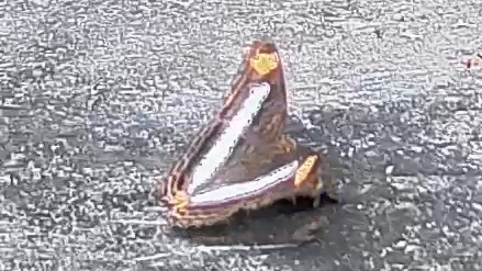 Owl butterfly