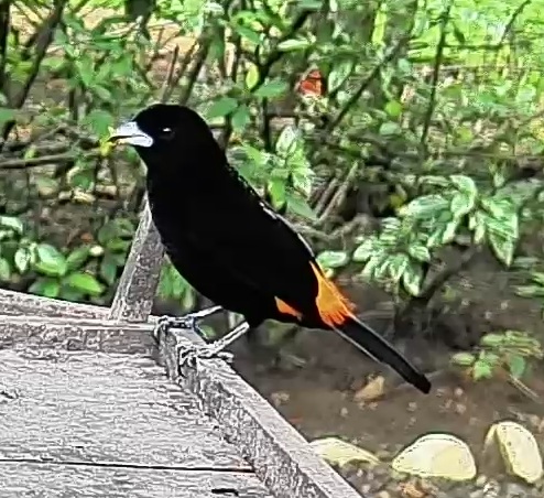 Scarlet-rumped Tanager