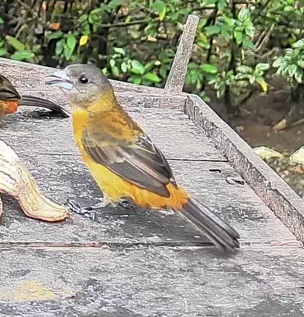 Flame-rumped Tanager