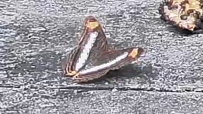 Brush-footed butterfly