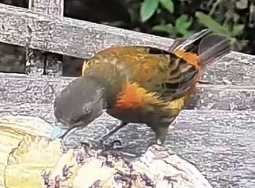 Passerini's tanager