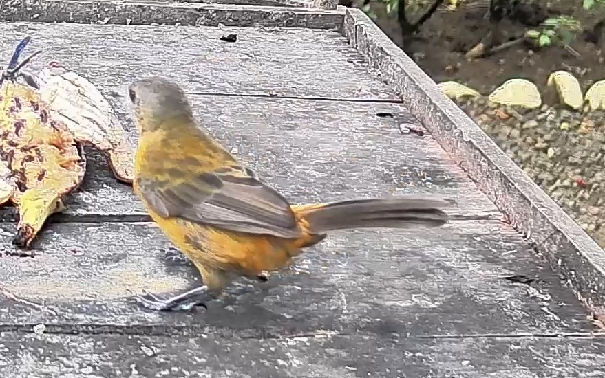 Gray-headed Tanager