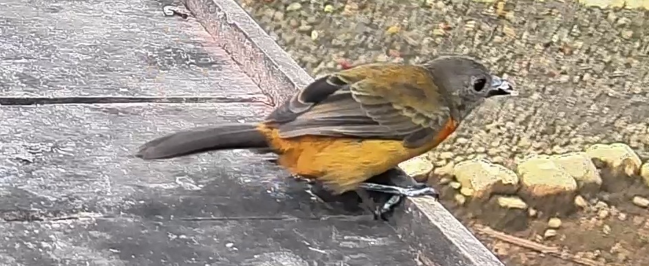 Flame-rumped Tanager