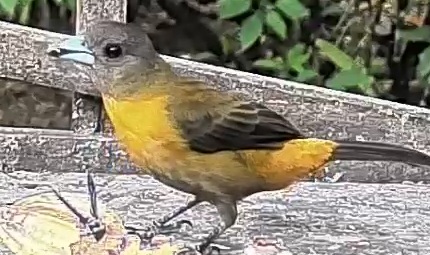Passerini's tanager