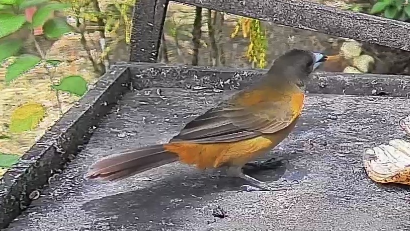 Passerini's tanager