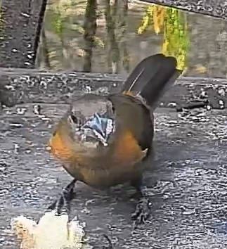 Passerini's tanager
