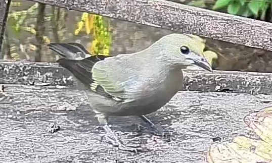 Palm tanager