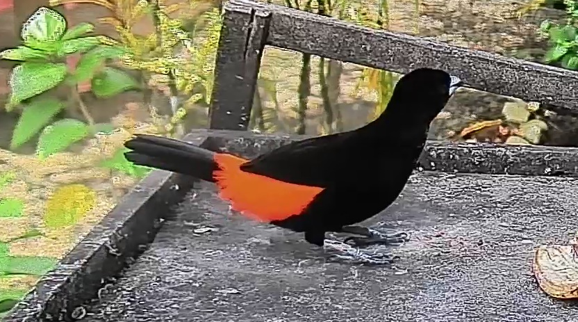Passerini's tanager