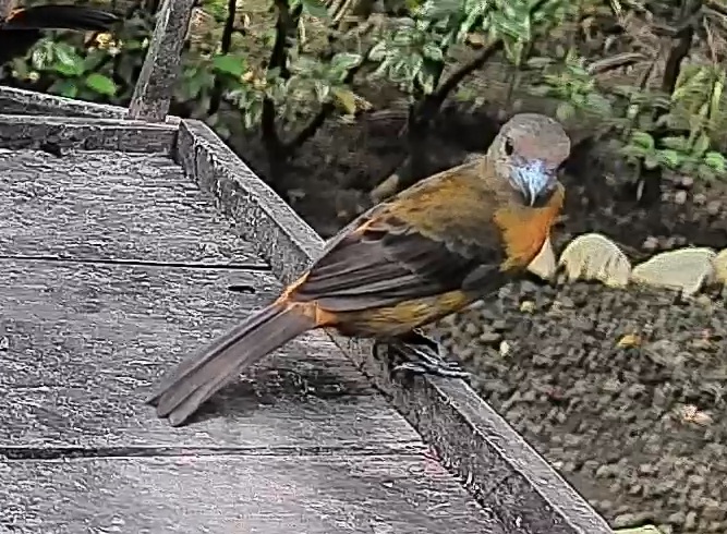 Passerini's tanager