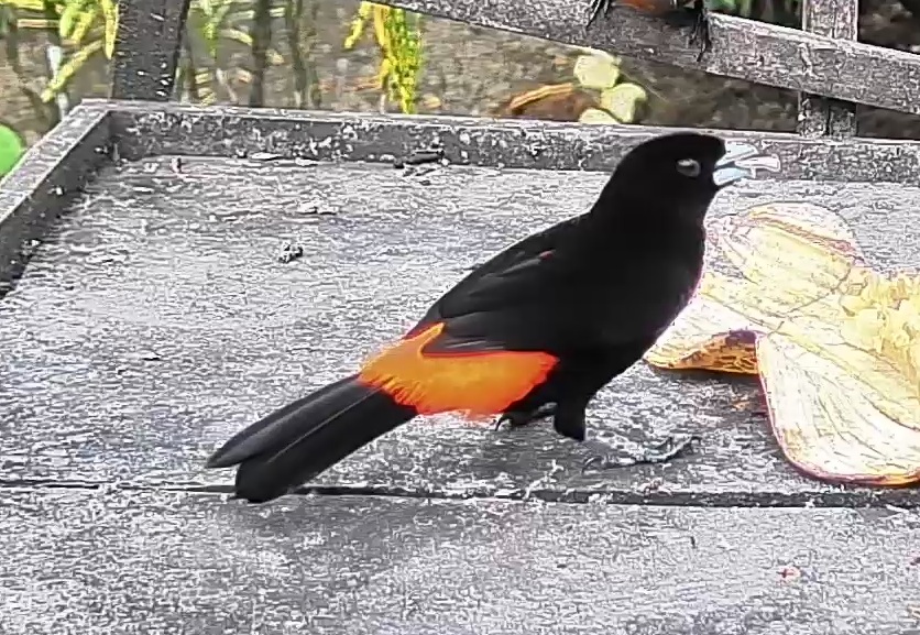 Flame-rumped Tanager