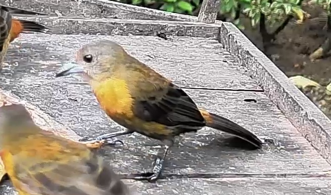 Passerini's tanager