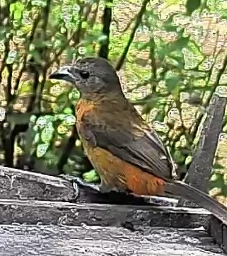 Passerini's tanager