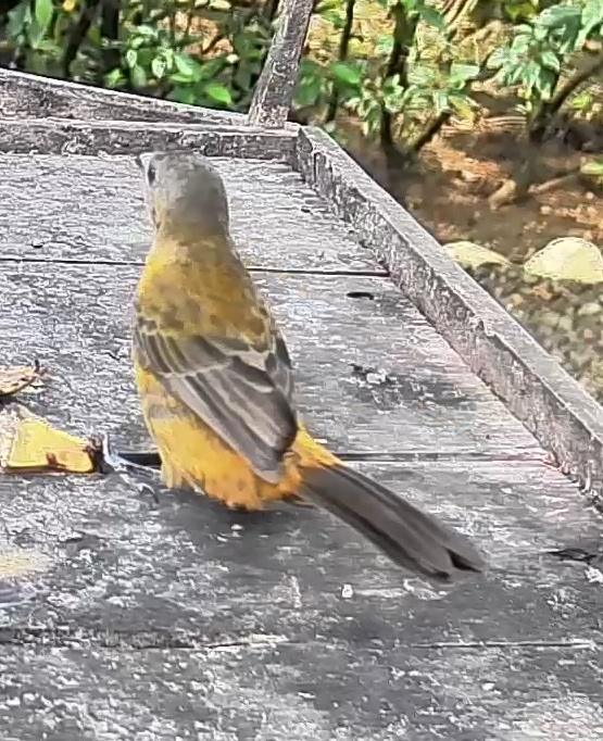 Passerini's tanager