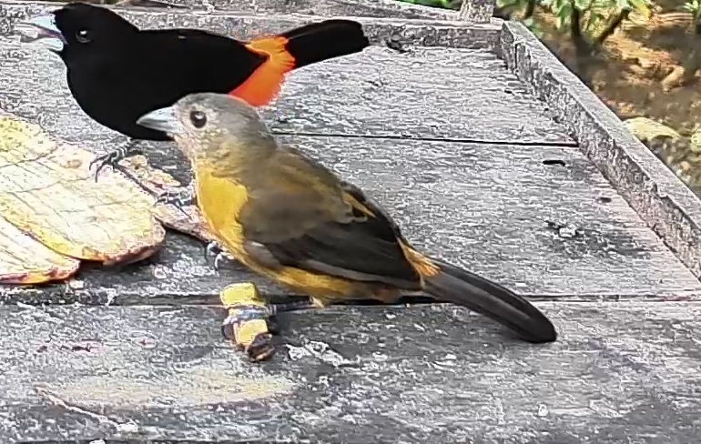Passerini's tanager