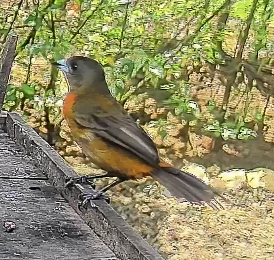 Passerini's tanager
