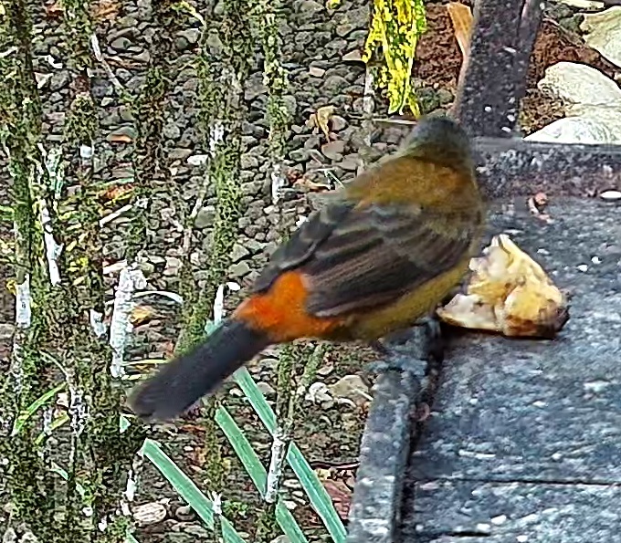 Flame-rumped Tanager