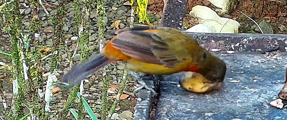 Flame-rumped Tanager