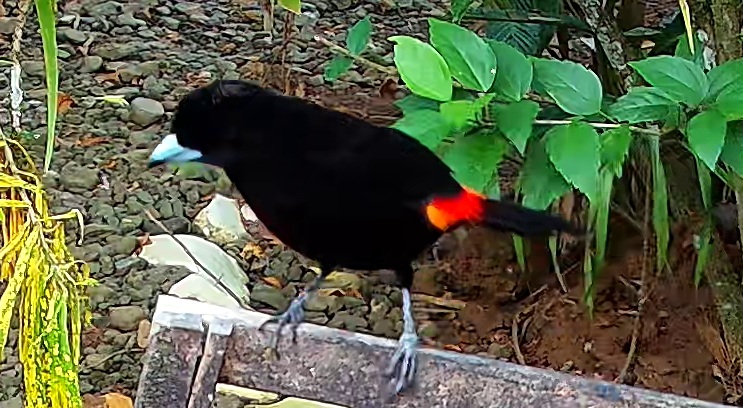Cherrie's Tanager