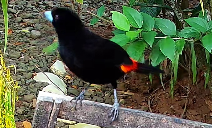 Cherrie's tanager