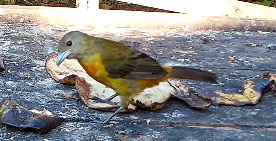 Tanager species