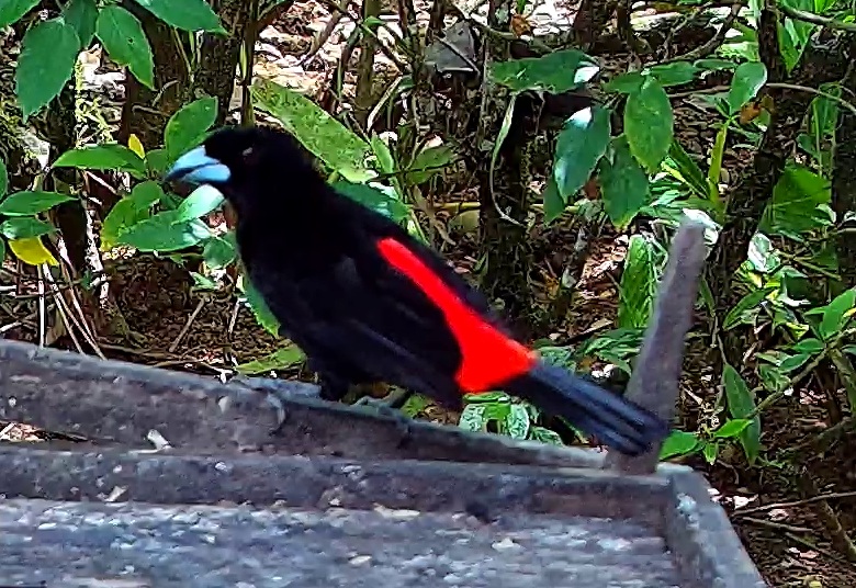 Scarlet-rumped Tanager