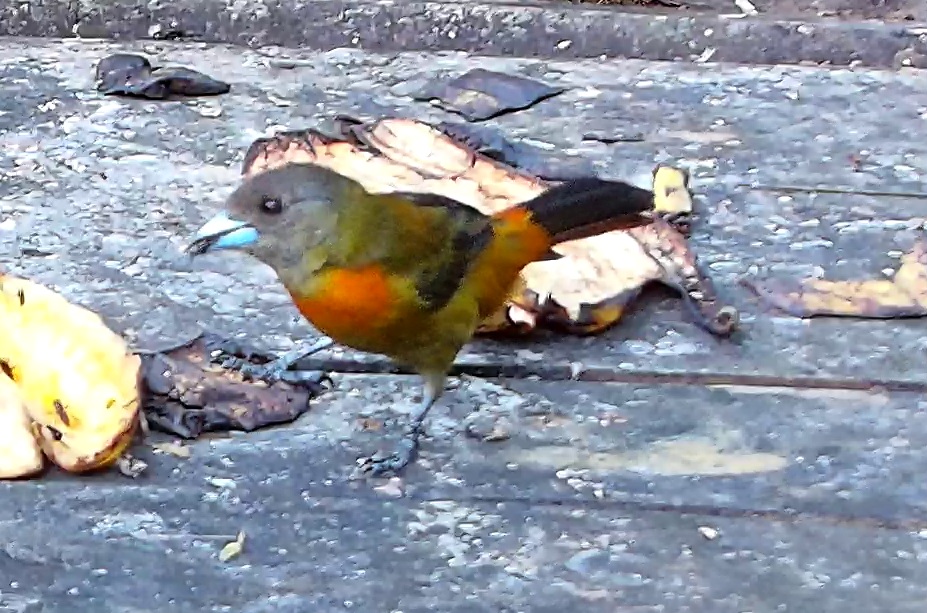 Brazilian tanager