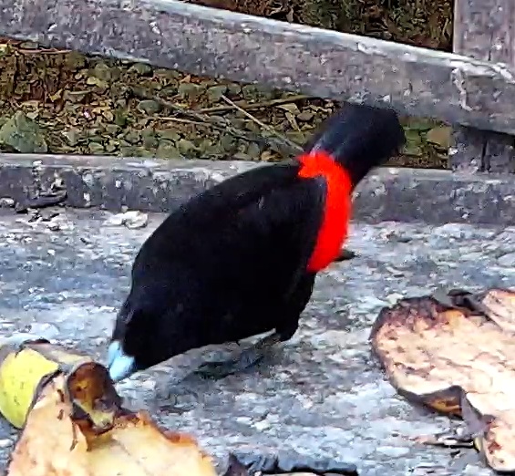 Flame-rumped Tanager